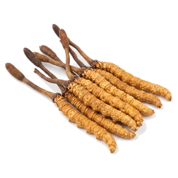 Kida Jadi (Yarsagumba)