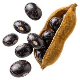 Kauch Beej